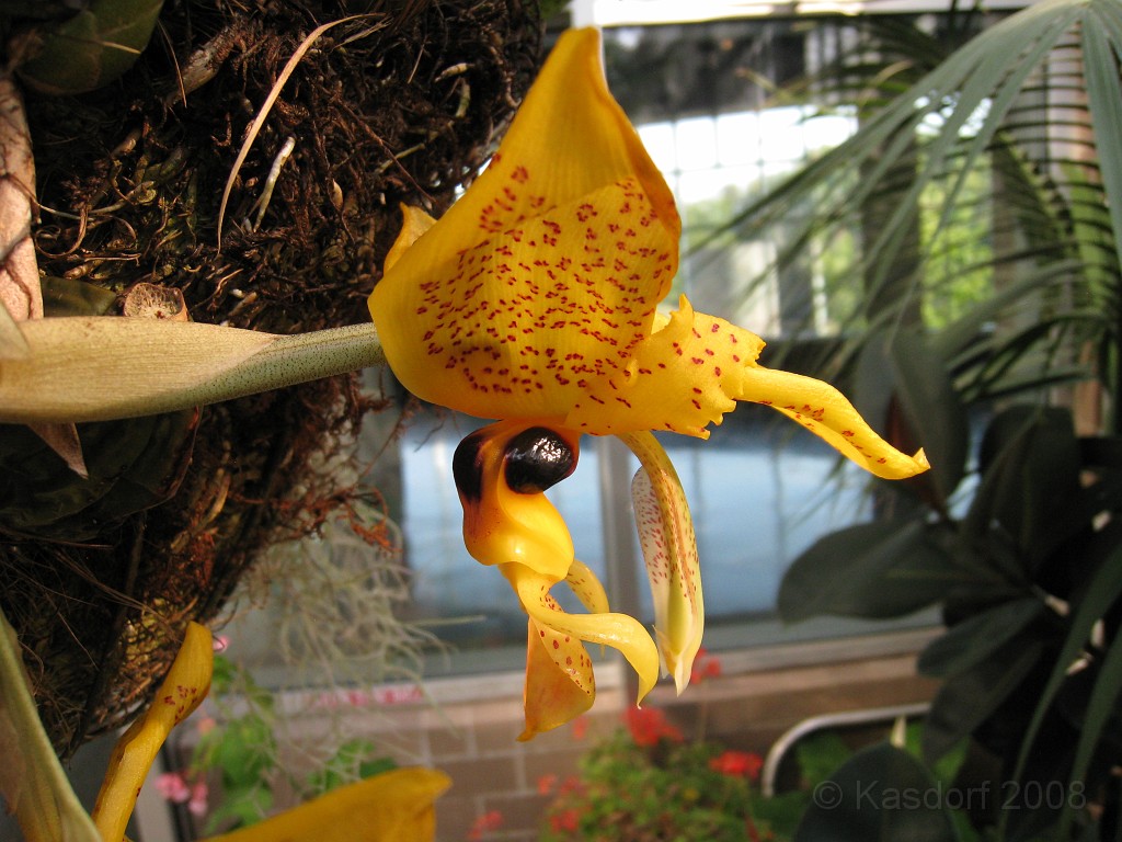 Michigans West Coast 2009 0535.jpg - Labor Day 2009. A trip along Michigans west coast to see beachs, art and buffets.